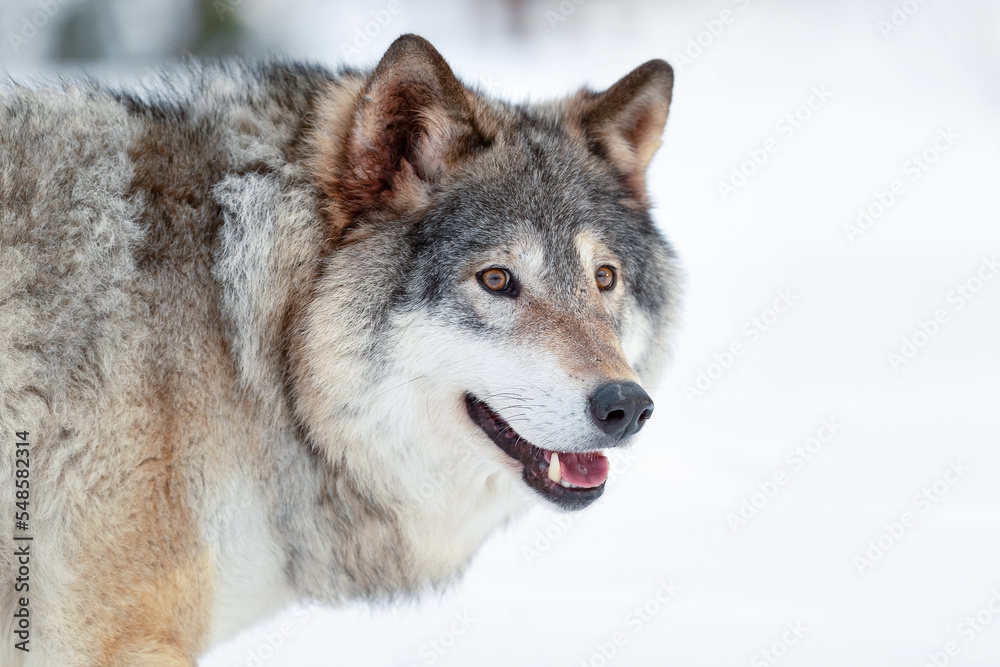 Fototapeta premium Eurasian wolf standing on snowy ground in the forest