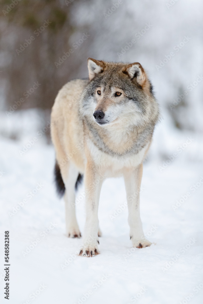 Portrait of brown wolf on snow covered field in the forest