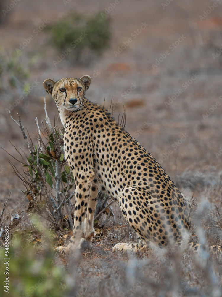 Naklejka premium Leopard in der Wüste Kenias