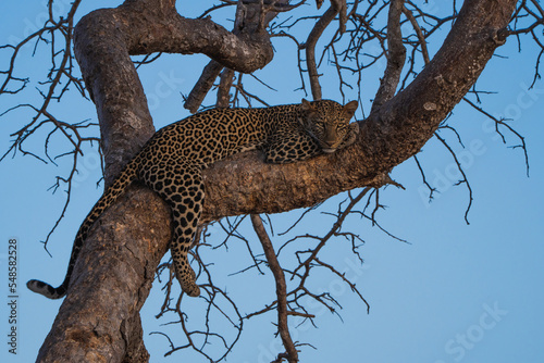 Leopard sitzt auf einem Baum in Kenia