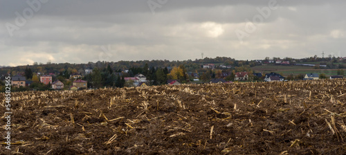 Jesień . Pole po ścięciu rosnącej tam kukurydzy . Po żniwach . W tle domy i zabudowania gospodarskie . 