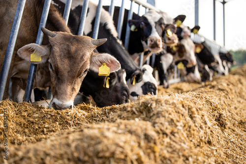 Healthy cows eating food at the farm.