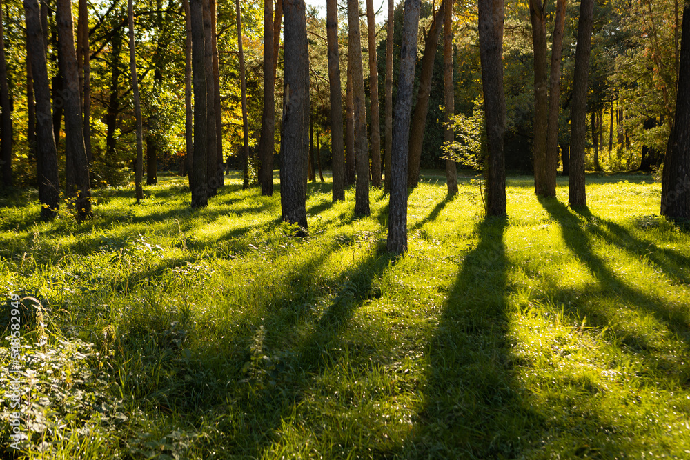 Fototapeta premium Pine tree forest and sun light nature