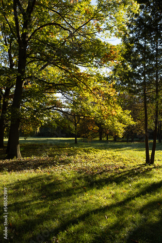 Autumn tree forest and sun light nature