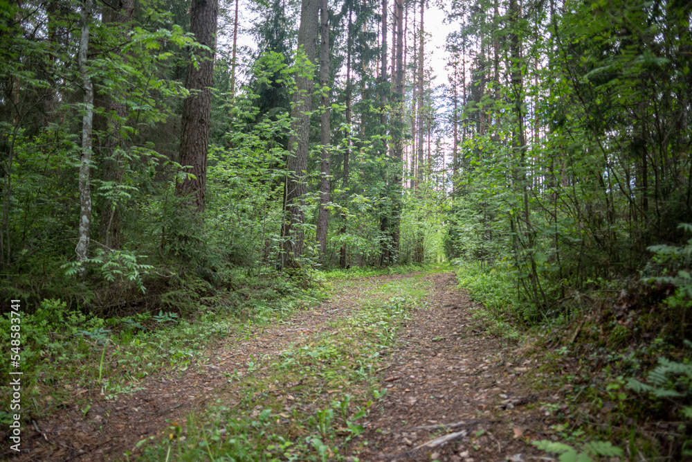 magic green forest path in Latvia magic green forest path in Latvia