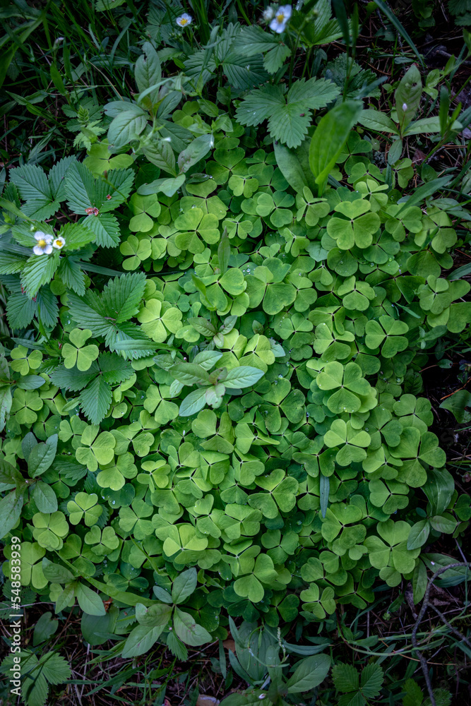 wood sorrel and blooming wild strawberries on forest ground wood sorrel and blooming wild strawberries on forest ground