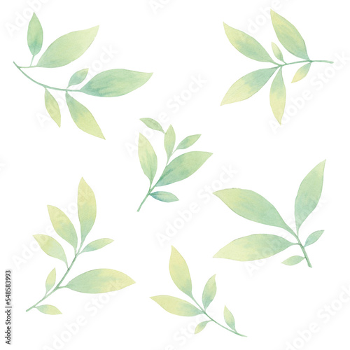 set of watercolor leaves. graceful leaves for design, postcards, invitations, prints. Delicate branches illustration