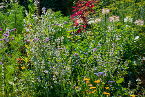 Fototapeta Naklejka Na Ścianę i Meble -  summer flowers in the garden