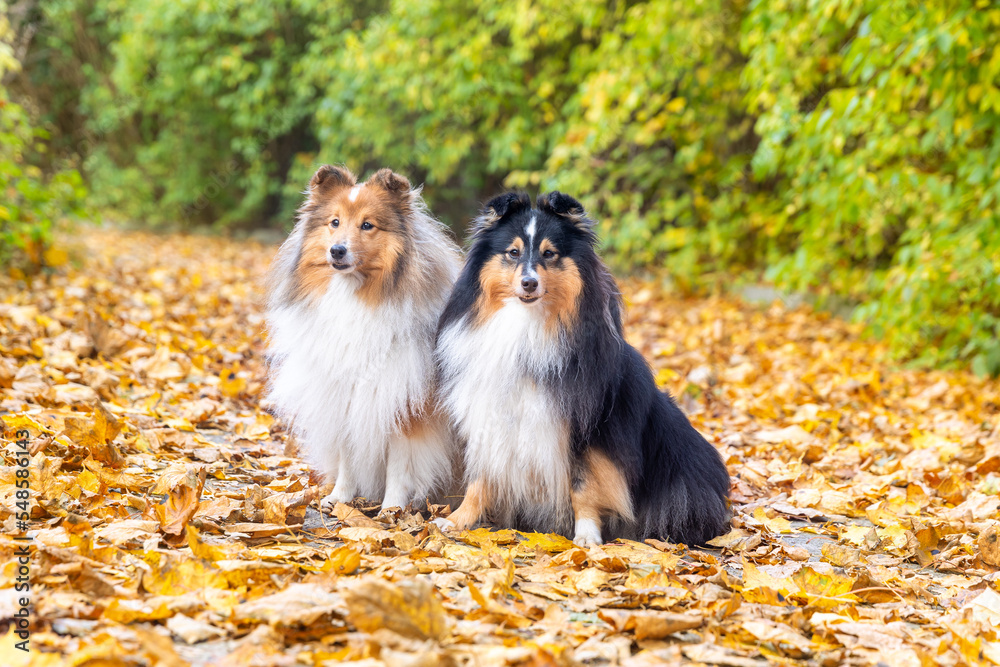 Autumn portrait of two cute and smiling shetland sheepdogs. Nice and beautiful shelties sitting outdoors on sunny day with yellow background. Little black and white lassies dogs, small collies 