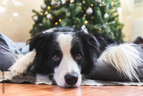 Funny portrait of cute puppy dog border collie lying down near Christmas tree at home indoors. Preparation for holiday. Happy Merry Christmas time concept © Юлия Завалишина