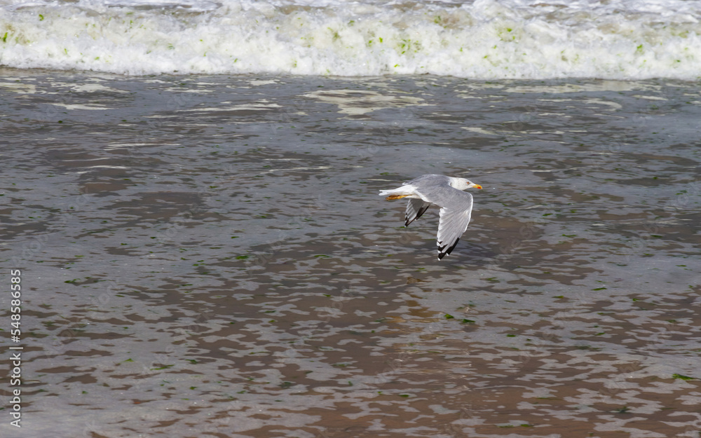 Seagull flying low over the sea and the waves Seagull flying low over the sea and the waves
