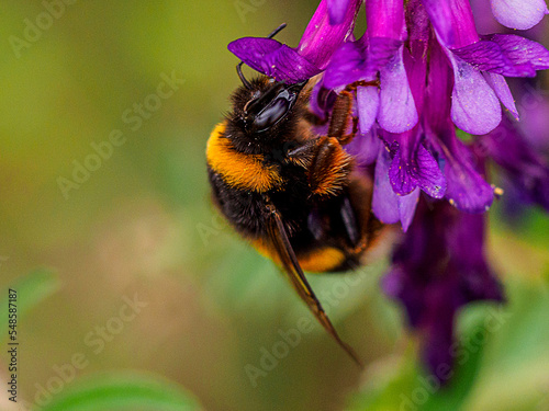 Bombus terrestris lusitanicus on a purple flower extracting pollen in the foreground with copy space photo