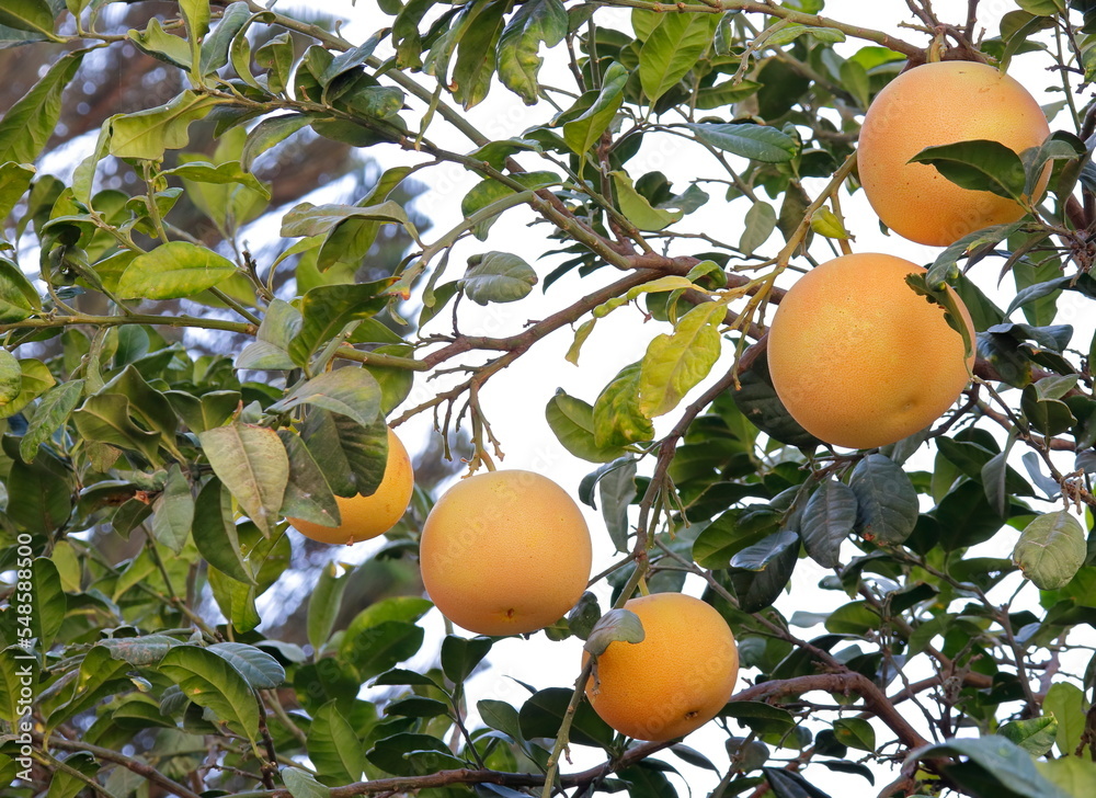 grapefruits  on tree
