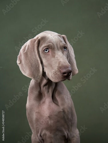 Foto weimaraner puppy on a green canvas background