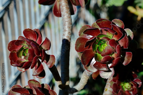 eonium red and yellow flower photo