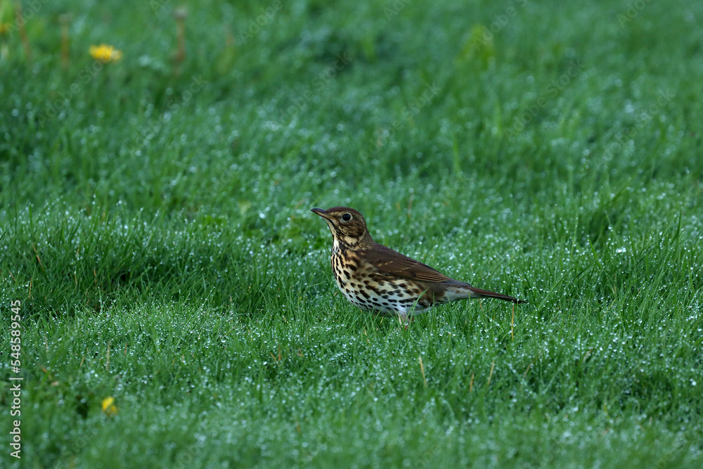 A Mistle Thrush standing amongst grass laden with dew in the early morning shadows. Scientific name Turdus viscivorus. A Mistle Thrush standing amongst grass laden with dew in the early morning shadows. Scientific name Turdus viscivorus.