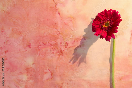 Deep pink gerbera flower against a pink marble, tie dyed, fabric background, with copy space. Side lit by evening sunlight.