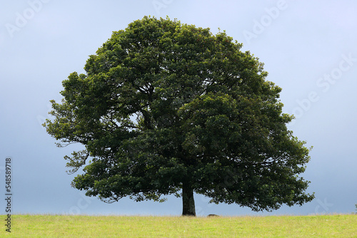 Large lone Sycamore tree in the countryside against a pale blue sky. Dried grasses in the foreground.