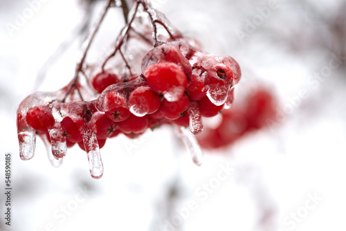 Red mountain ash berries covered with ice after an icy rain