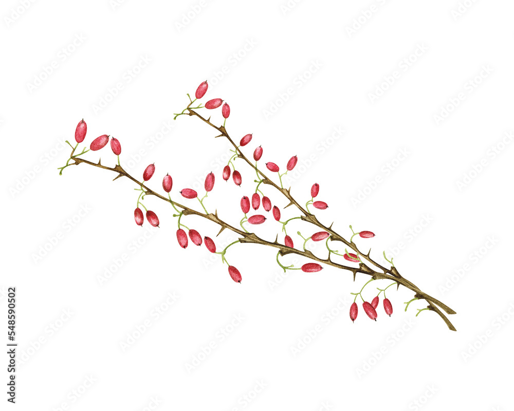 Watercolor hand drawing. Autumn barberry branch with barberry berries on a white background. Artistic creative realistic object for sticker, wallpaper, florist, notebook, holiday, packaging.