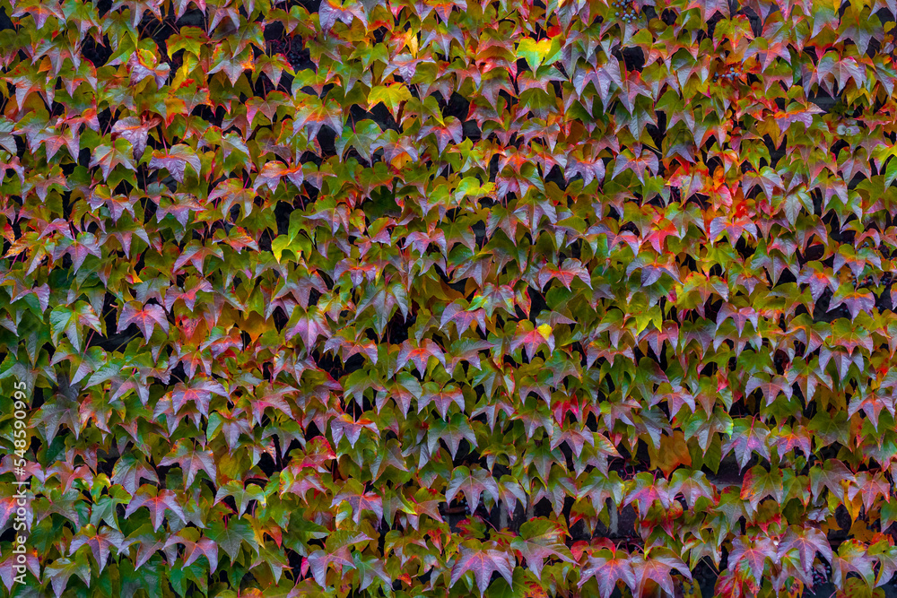 Nature autumn background, Parthenocissus tricuspidata or Boston ivy, Colourful purple red and green leaves of vine growing on the wall in the garden, Multi colour of tiny leaf pattern texture in fall.