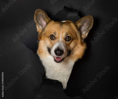 portrait of a funny smart corgi dog puppy peeking out of a torn hole on a bac...