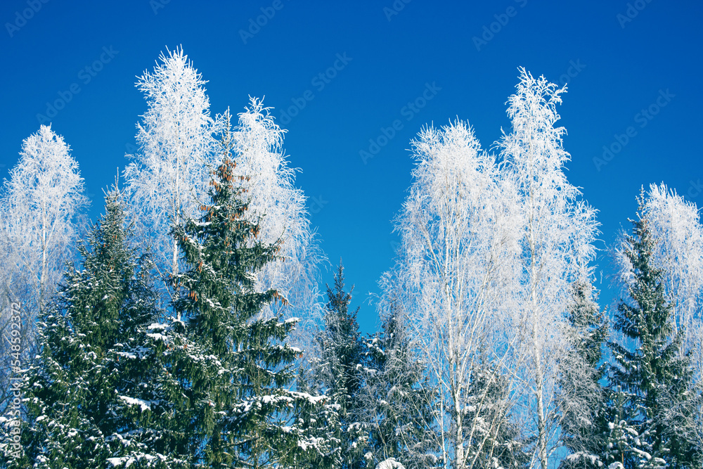 Landscape. Frozen winter forest with snow covered trees. Landscape. Frozen winter forest with snow covered trees.