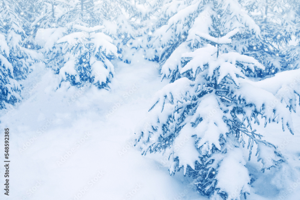 Landscape. Frozen winter forest with snow covered trees. Landscape. Frozen winter forest with snow covered trees.