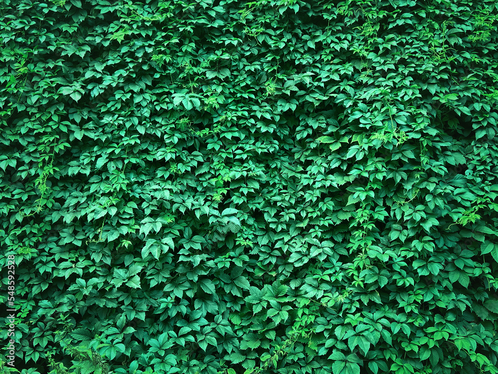 30 Ivy HD Wallpapers and Backgrounds