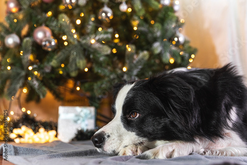 Funny portrait of cute puppy dog border collie with gift box and defocused garland lights lying down near Christmas tree at home indoors. Preparation for holiday. Happy Merry Christmas time concept. © Юлия Завалишина