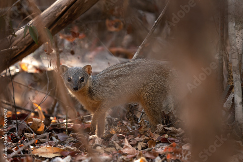 Narrow striped mongoose in the Kirindy forest. Narrow striped vontsira on the Madagascar island. Madagascar fauna. Small brown mongoose with dark strips in the forest. photo