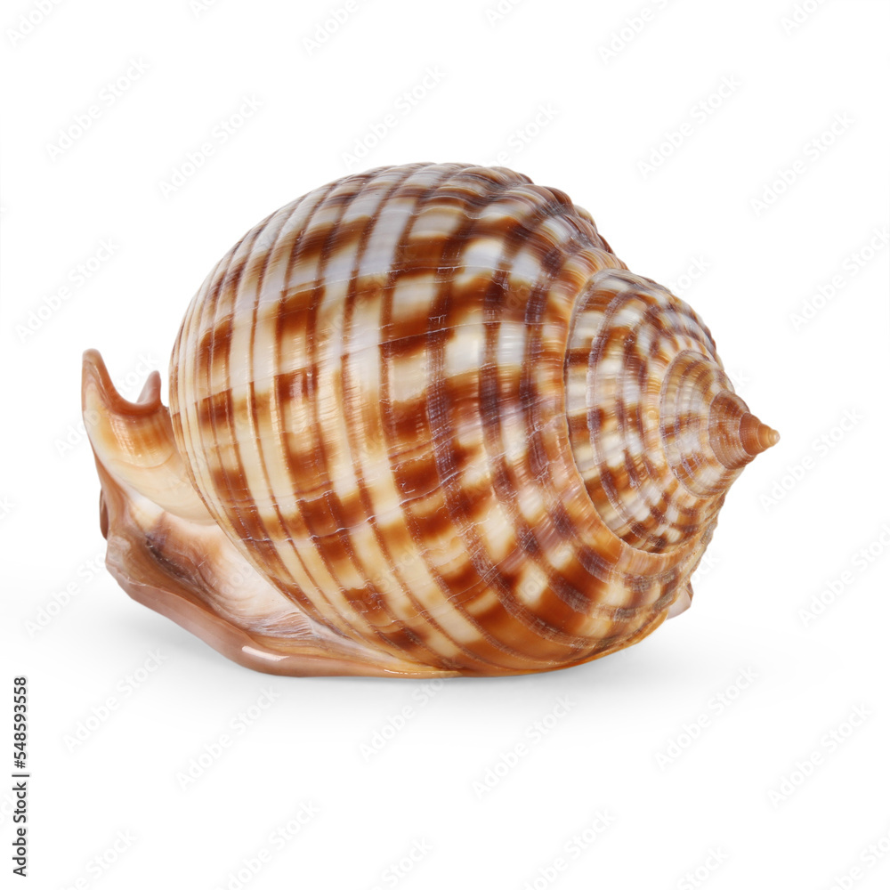 Sea shell