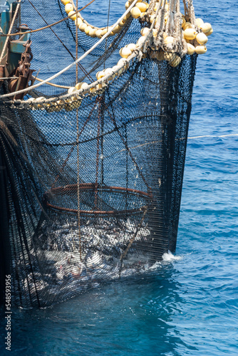 Seine with yellowfin tuna and skipjack tuna  at the side of a fishing seiner
