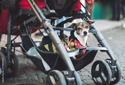 funny little dog riding in a baby carriage from below. © Tsyb Oleh