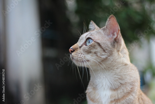 portrait of a cat