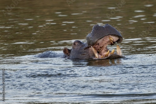 Aggressive hippo. Wild animal in the nature habitat. African wildlife. This is Africa. Namibia. Hippopotamus amphibius.