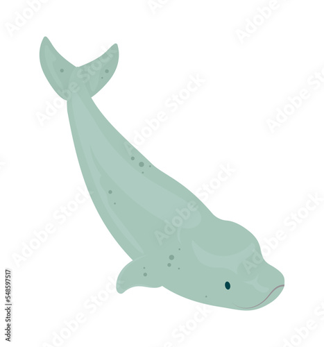 Fotografiet cute beluga whale