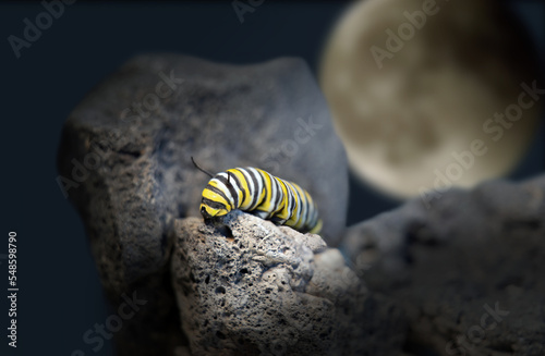 Monarch butterfly caterpillar on lava stone ( searching for leaves) at night.