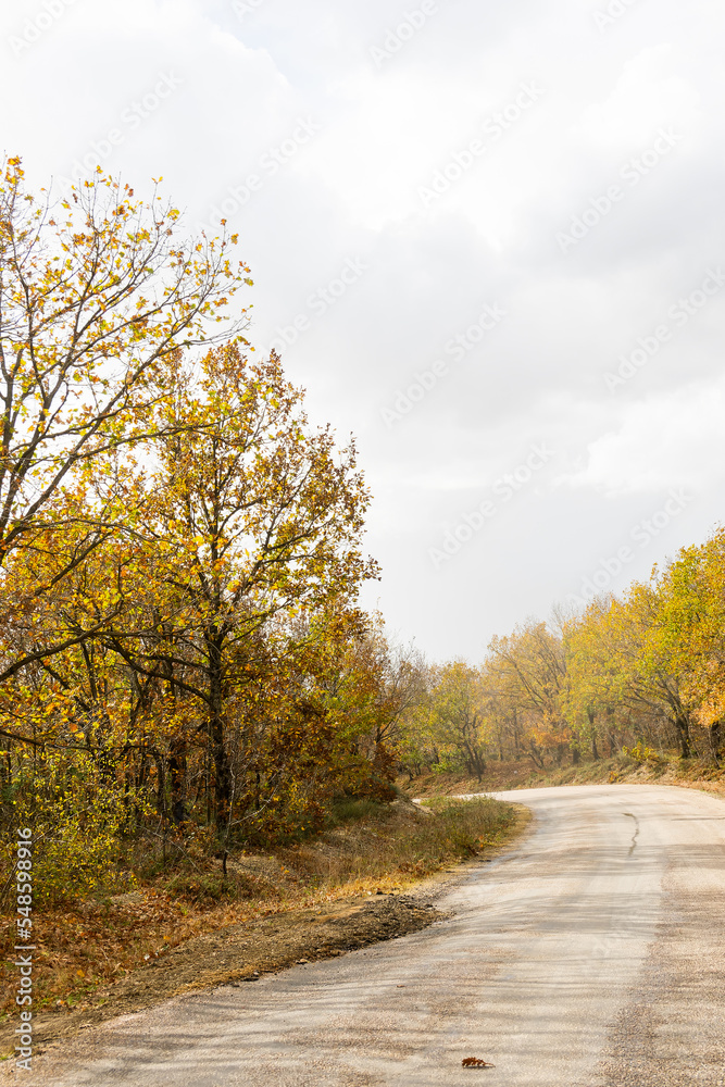 Autumn at the Igneada national forest. Igneada district. Kirklareli city. Turkey. November 2022. Autumn at the Igneada national forest. Igneada district. Kirklareli city. Turkey. November 2022.