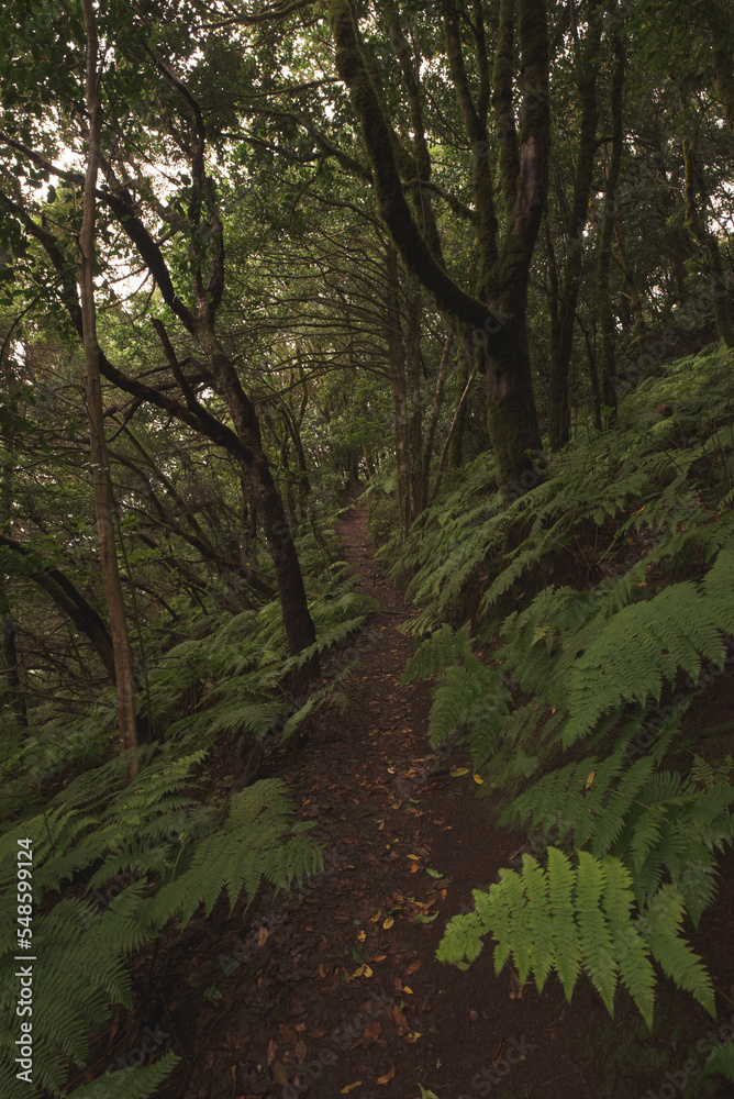 Paisaje místico en Anaga, Tenerife, Islas Canarias