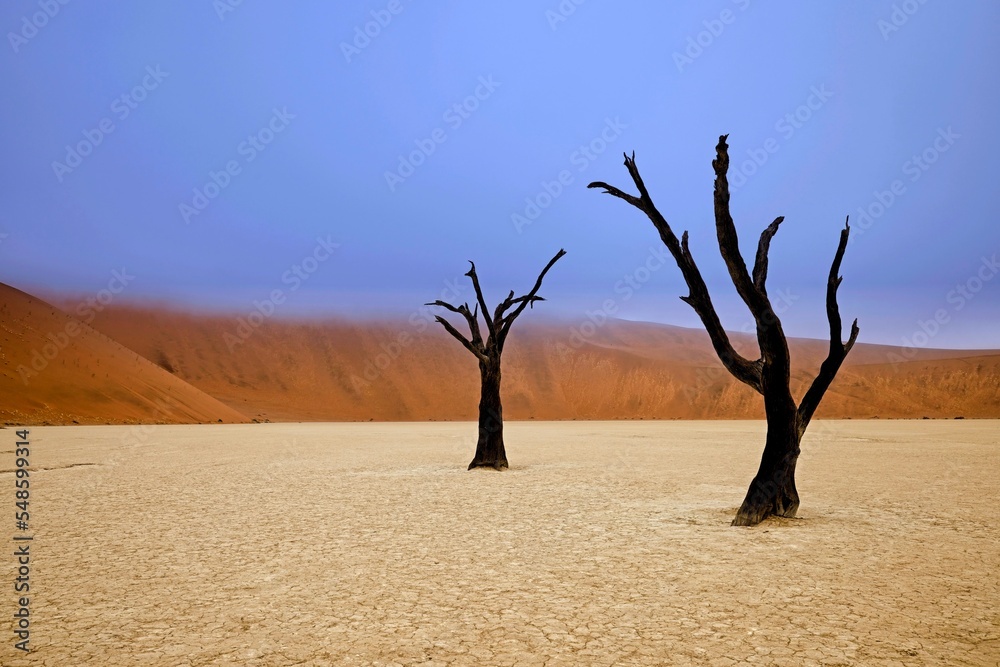 Dead Camelthorn Trees against red dunes and blue sky in Deadvlei, Sossusvlei. Namib-Naukluft National Park, Namibia, Africa
