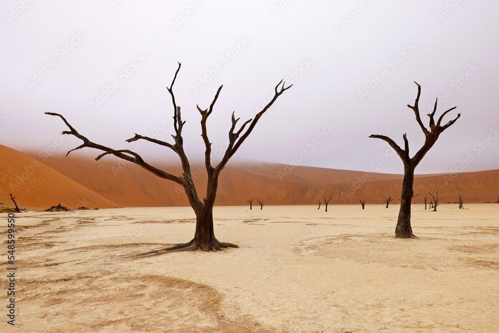 Dead Camelthorn Trees against red dunes and blue sky in Deadvlei, Sossusvlei. Namib-Naukluft National Park, Namibia, Africa Dead Camelthorn Trees against red dunes and blue sky in Deadvlei, Sossusvlei. Namib-Naukluft National Park, Namibia, Africa