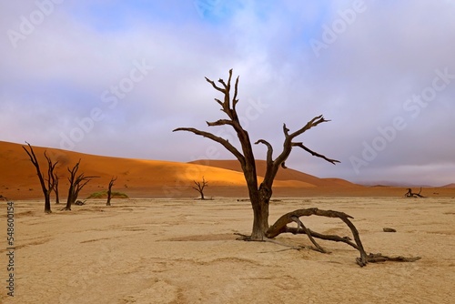 Dead Camelthorn Trees against red dunes and blue sky in Deadvlei  Sossusvlei. Namib-Naukluft National Park  Namibia  Africa