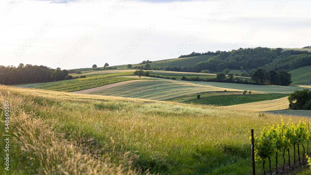 Fototapeta premium hilly landscape near ameis in lower austria. light hits the subject flat