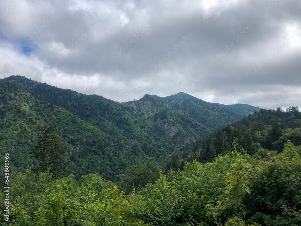 forest in the mountains