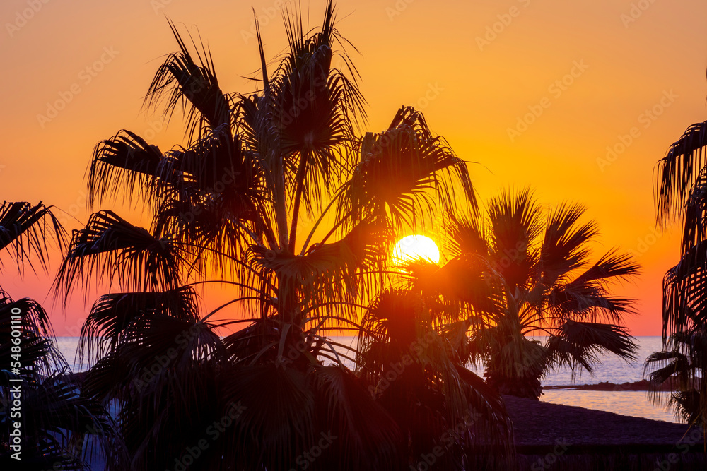 Silhouettes of palm trees at sunset in tropics - obrazy, fototapety, plakaty 