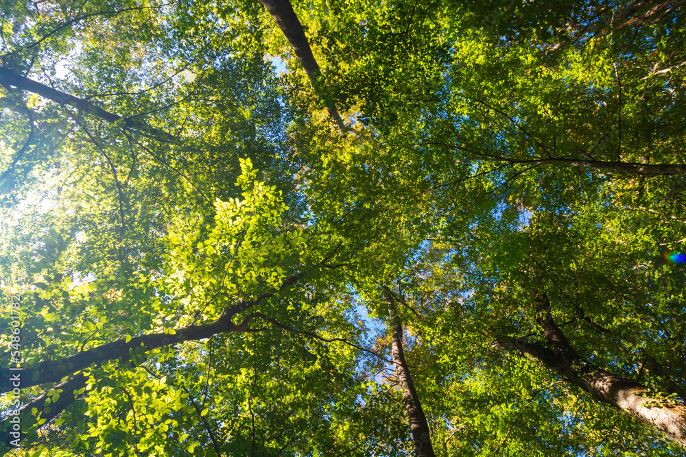 Lush forest with sunshine. Trees from below in the forest. Carbon net zero Lush forest with sunshine. Trees from below in the forest. Carbon net zero