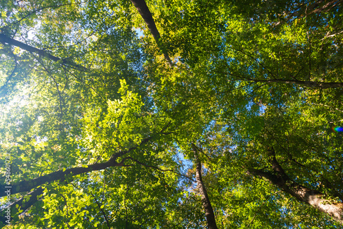 Lush forest with sunshine. Trees from below in the forest. Carbon net zero