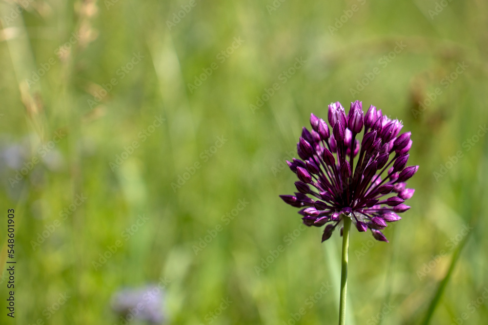 Clover flower close up. A clover flower has blossomed on a blurred background of a green meadow. Clover flower close up. A clover flower has blossomed on a blurred background of a green meadow.