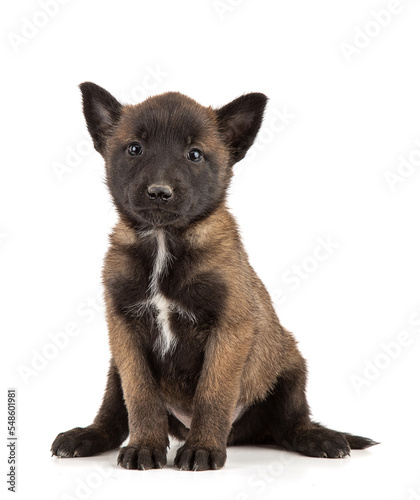 2.5 month old malinois shepherd puppy sitting © emmapeel34